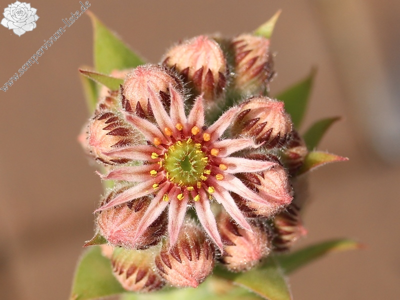 tectorum var. tectorum (alpinum) from Chambara