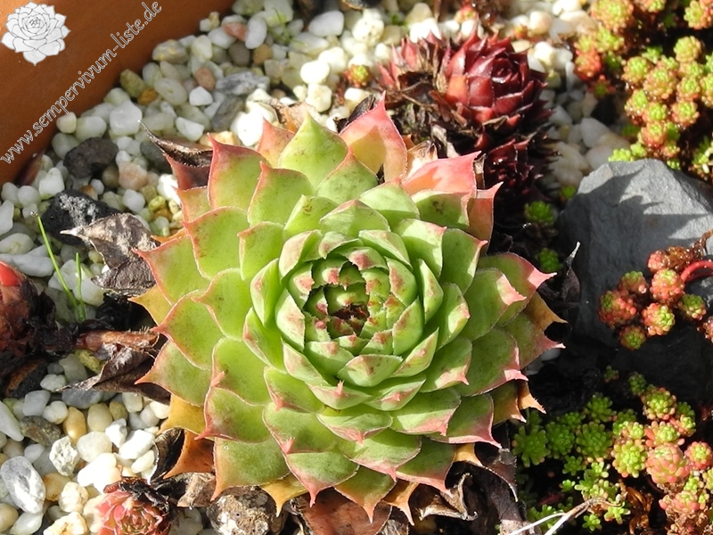 tectorum var. tectorum (alpinum) from Chambara
