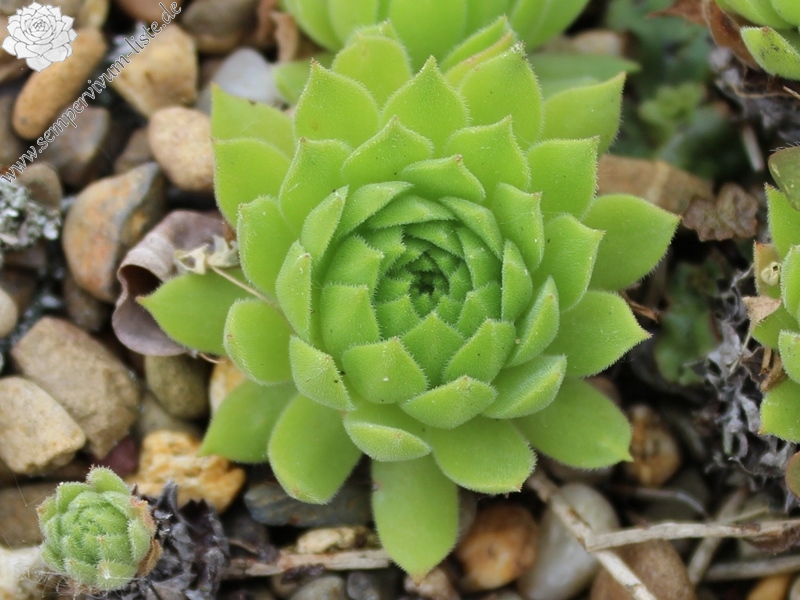 tectorum var. arvernense (italicum) from Monte Contento