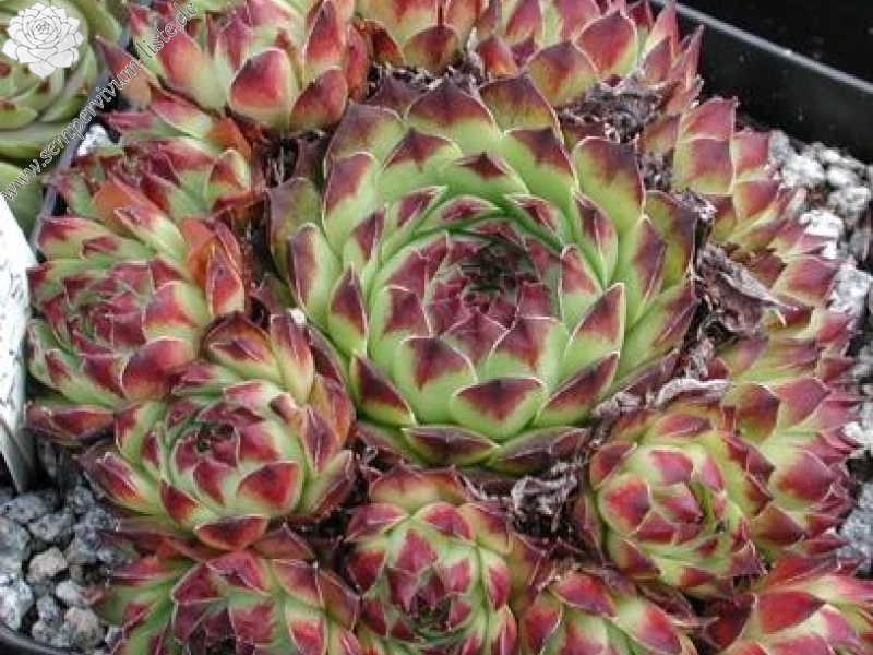 tectorum var. tectorum (boutignyanum) from Pla de la Barraca