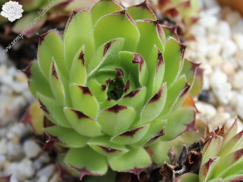 tectorum var. tectorum (erubescens)