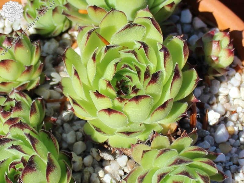 tectorum var. tectorum (erubescens)