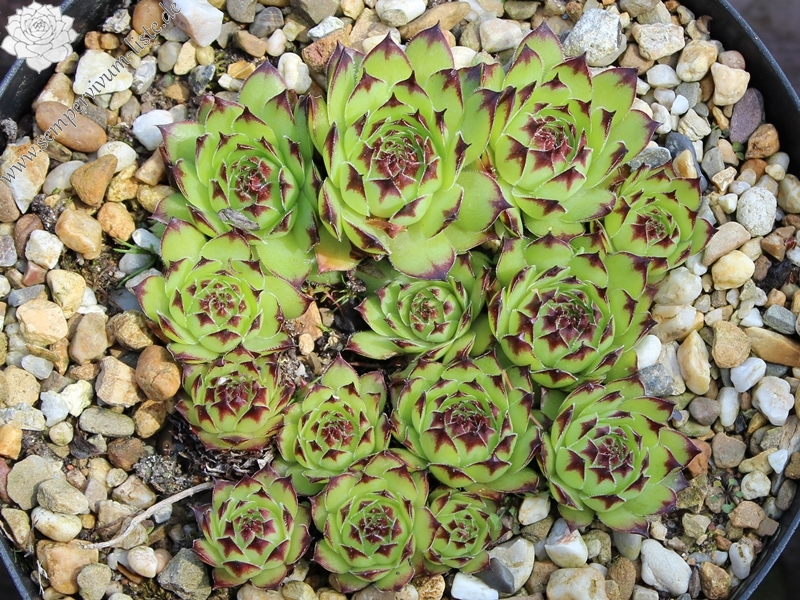 tectorum var. arvernense from Mont Aigoual