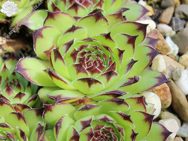 tectorum var. arvernense from Mont Aigoual