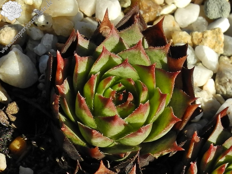 tectorum var. tectorum (pallescens)
