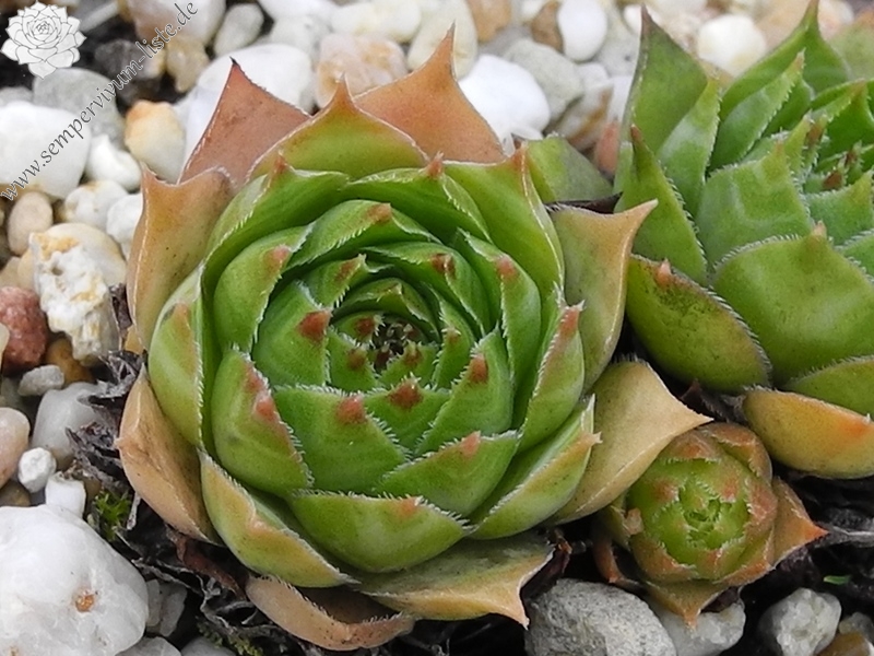 tectorum var. tectorum (fuscum)