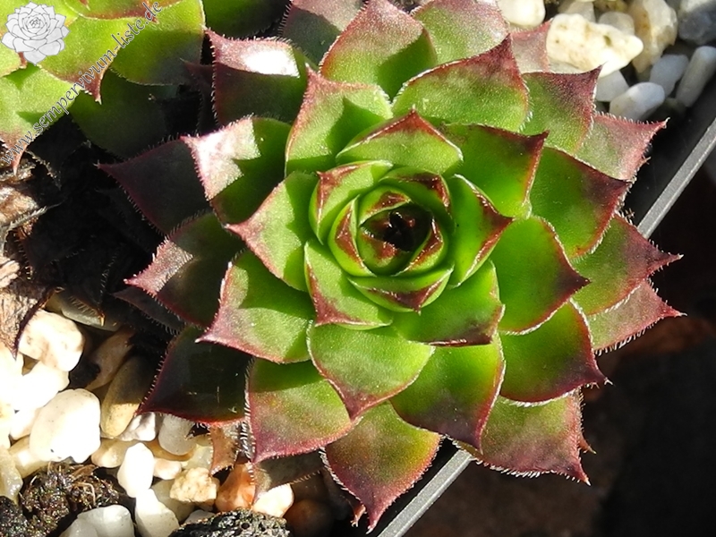tectorum var. tectorum (mettenianum)