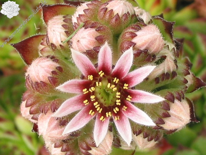 tectorum var. tectorum (boutignyanum)