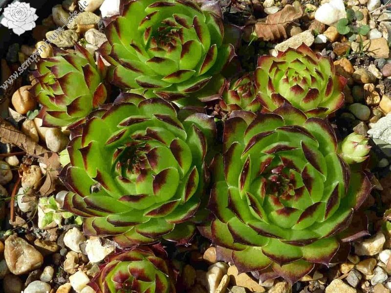 tectorum (altaicum)