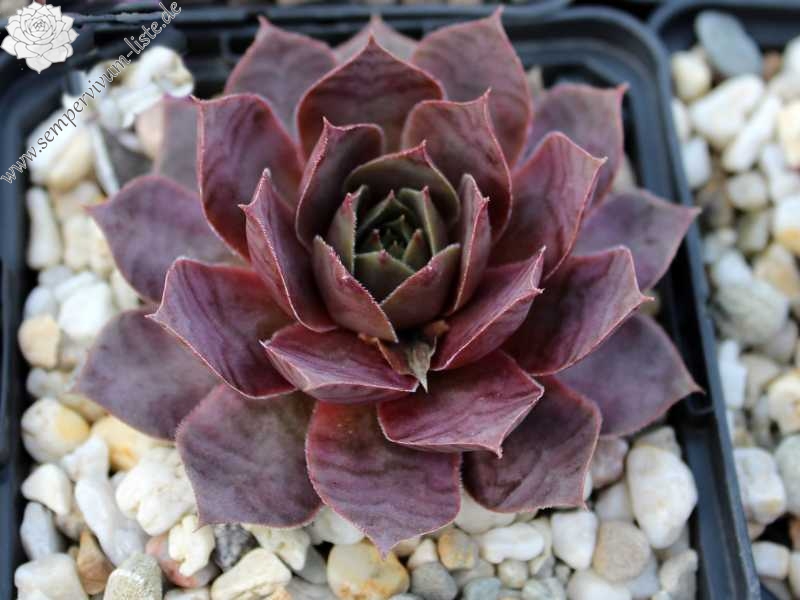 tectorum (aureum)