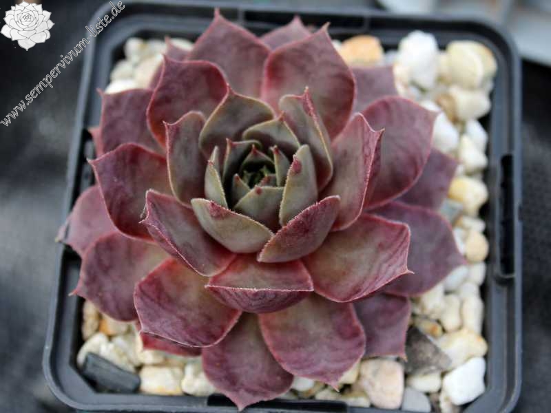 tectorum (aureum)