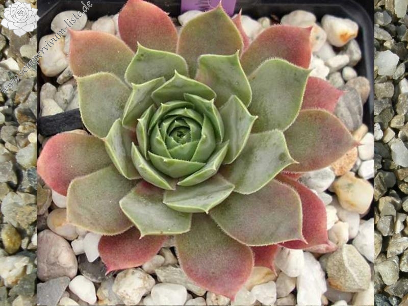 tectorum (aureum)