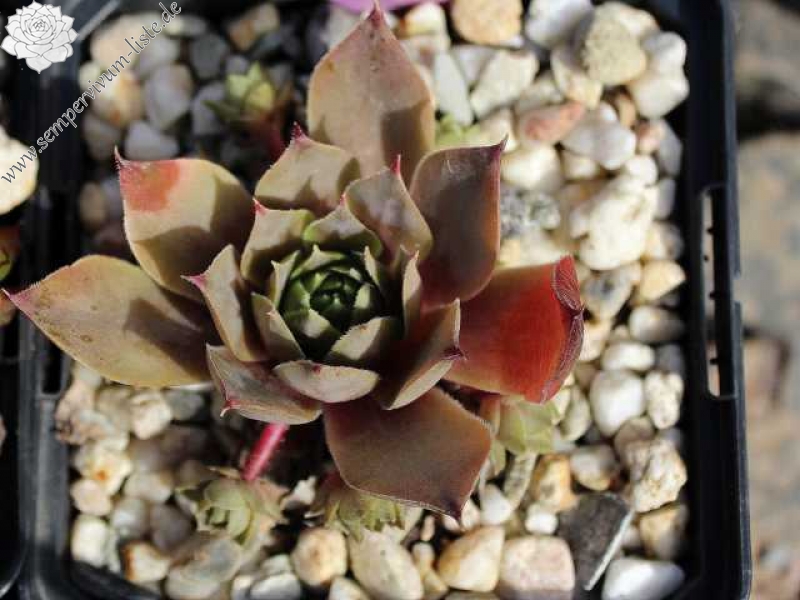 tectorum (aureum)