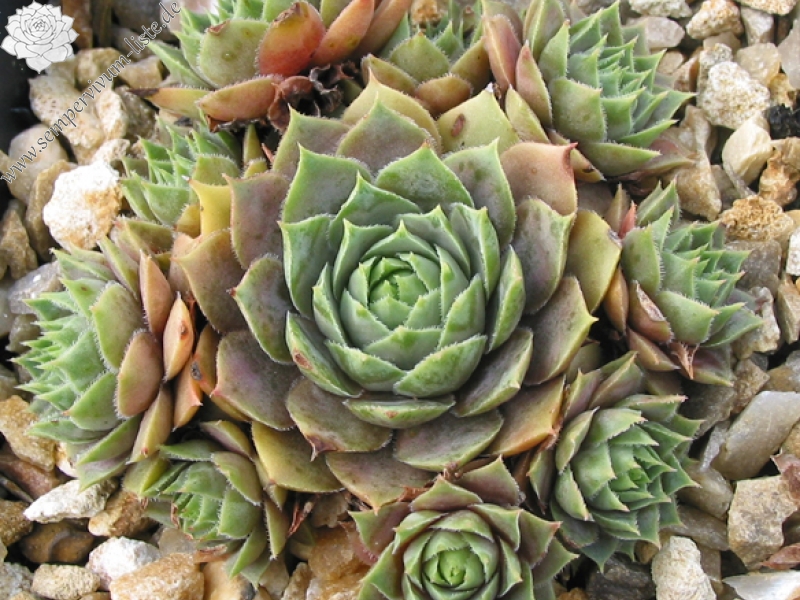 tectorum (aureum)