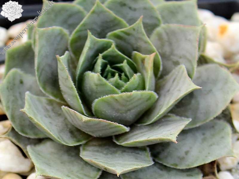 tectorum (aureum)