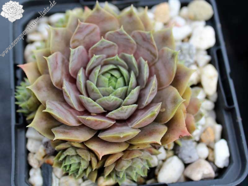 tectorum (aureum)