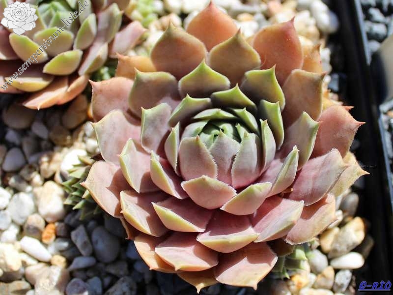 tectorum (aureum)