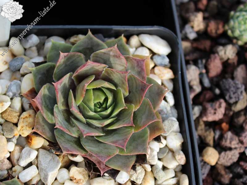 tectorum (aureum)