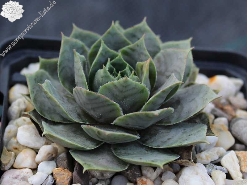 tectorum (aureum)