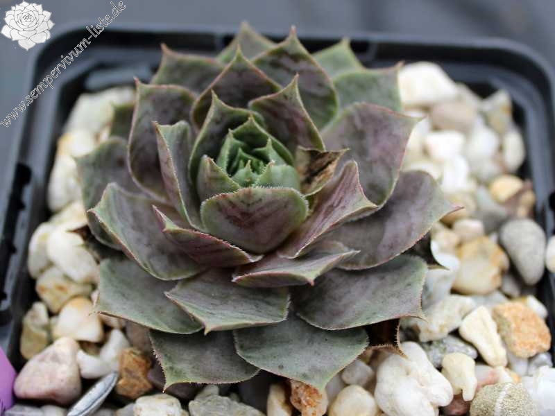 tectorum (aureum)