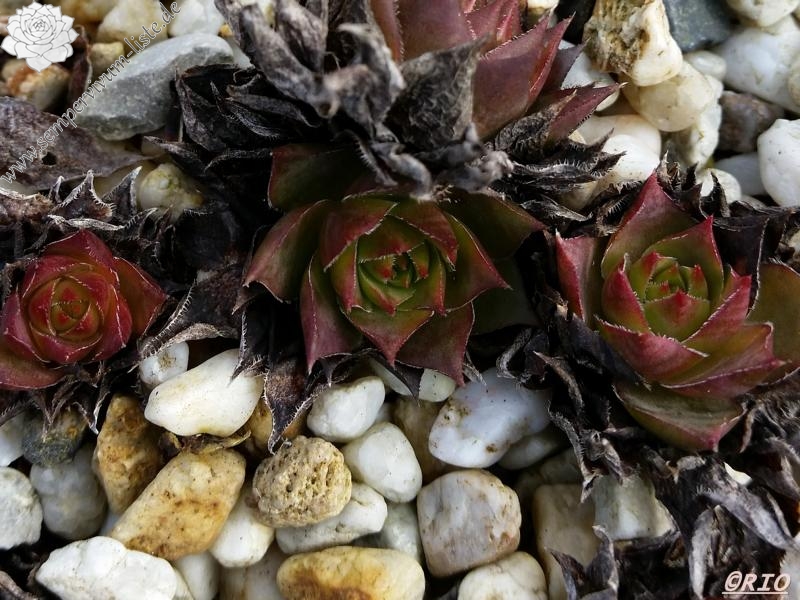 tectorum (aureum)