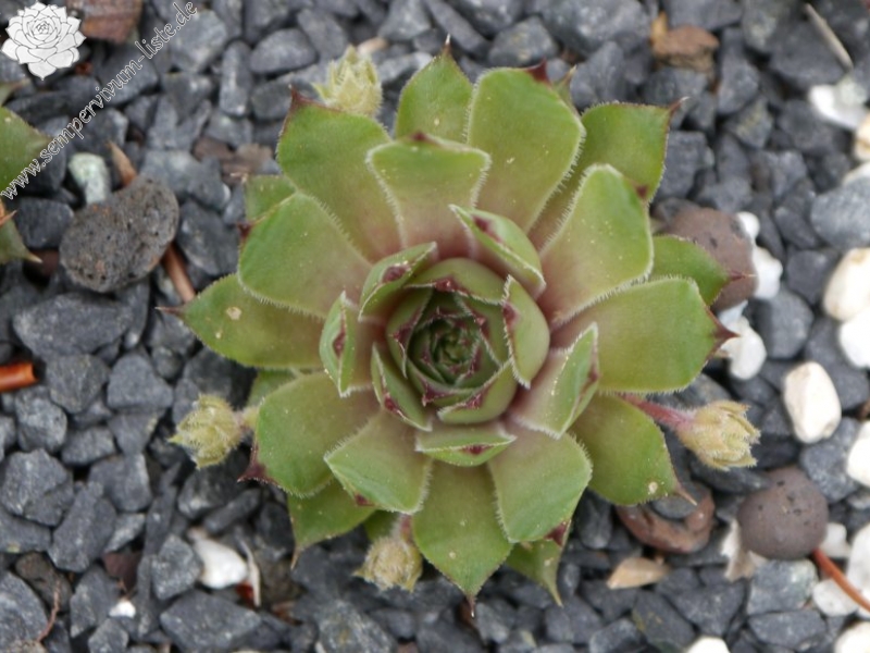 tectorum (crassicaule)