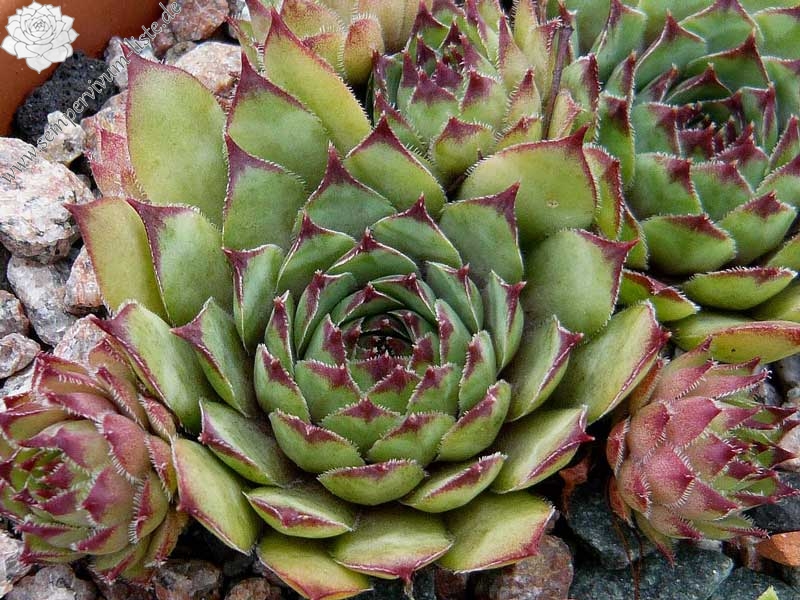 tectorum (crassicaule)