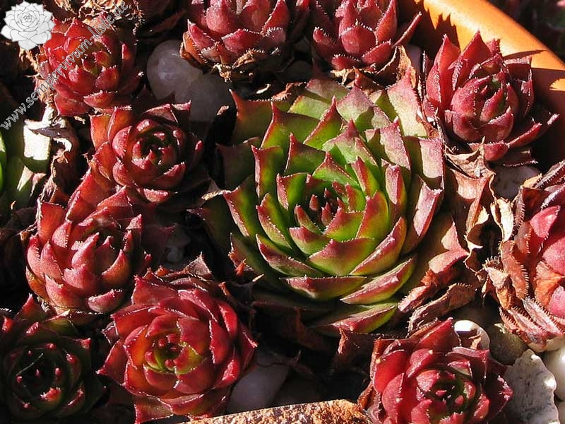 tectorum (delasoiei)