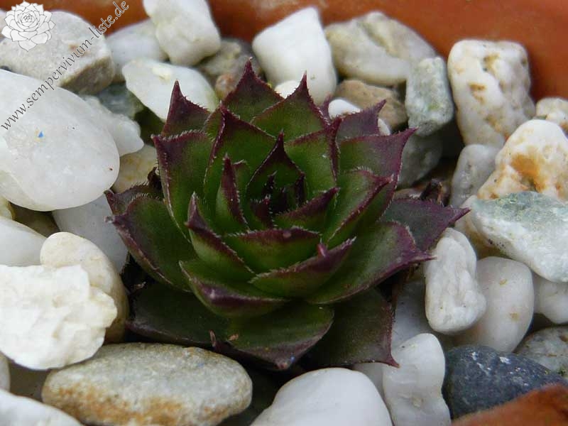 tectorum (delasoiei)
