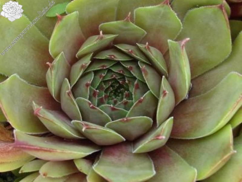 tectorum (heldreichii)