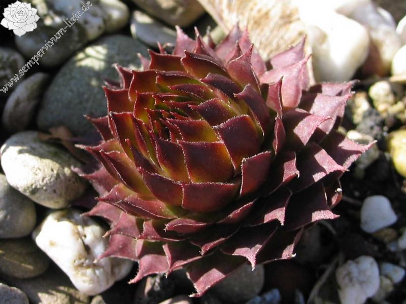 tectorum (spinosum)
