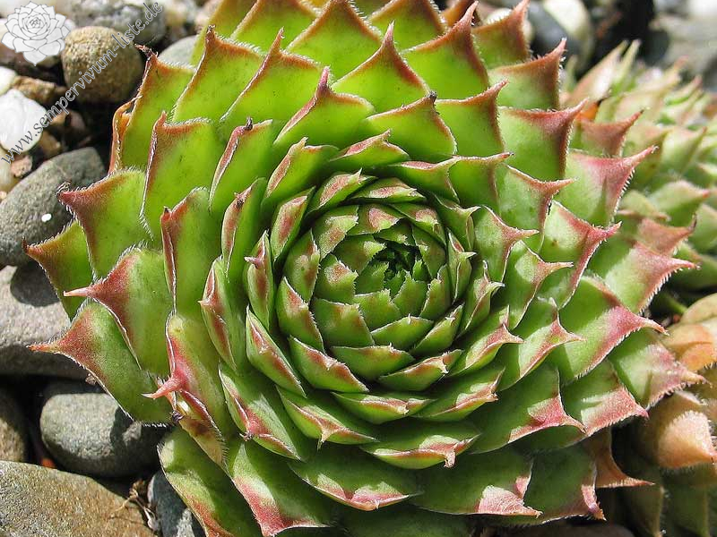 tectorum (spinosum)