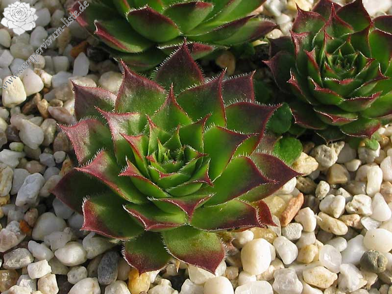tectorum (spinosum)