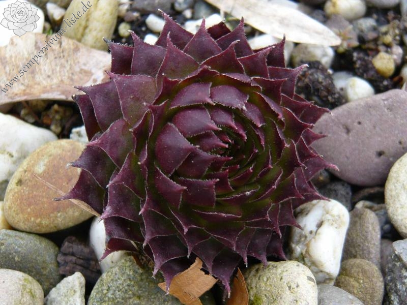 tectorum (spinosum)