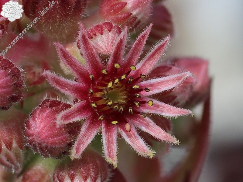 tectorum from Allier