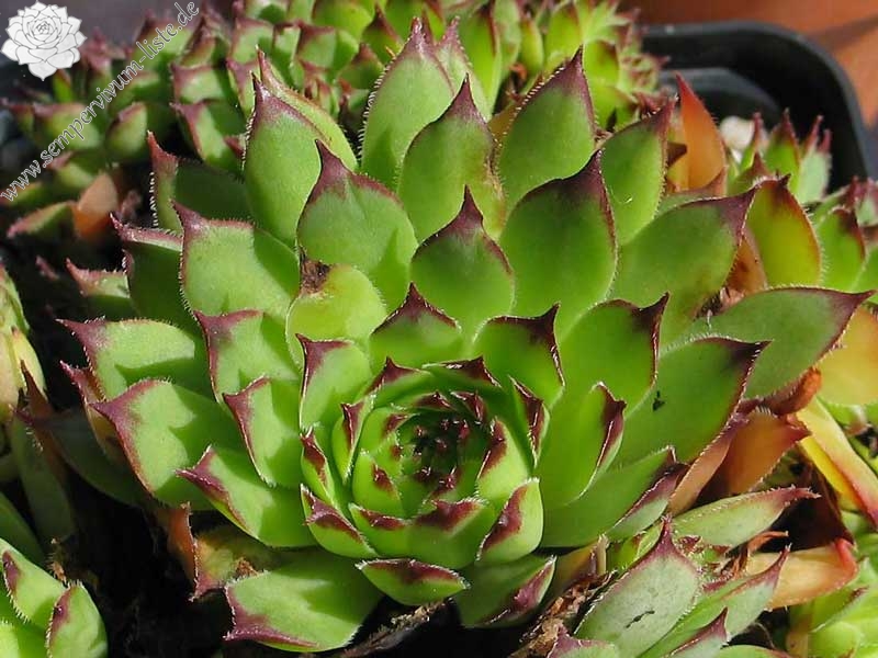 tectorum from Allier