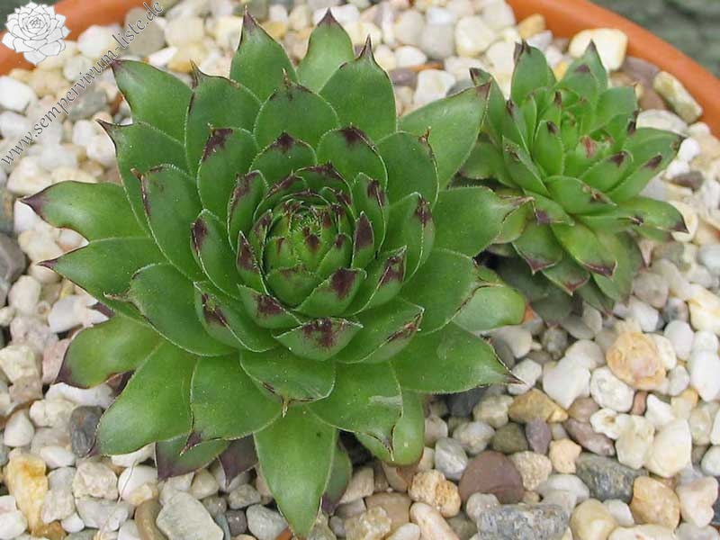 tectorum from Benasque