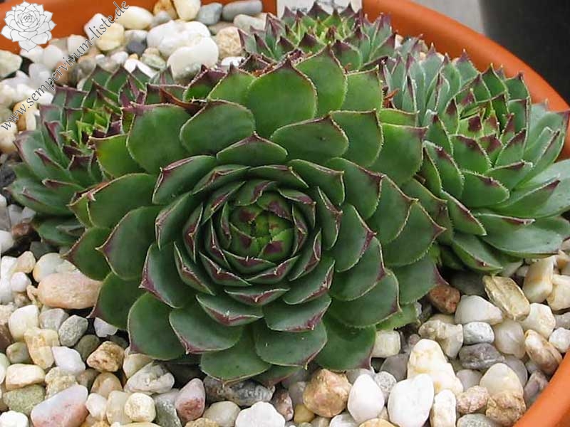 tectorum from Benasque