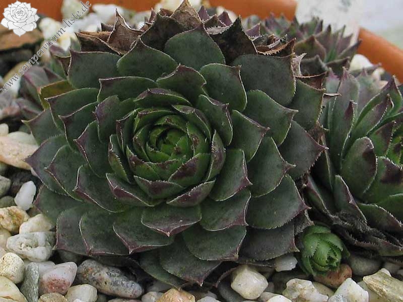 tectorum from Benasque