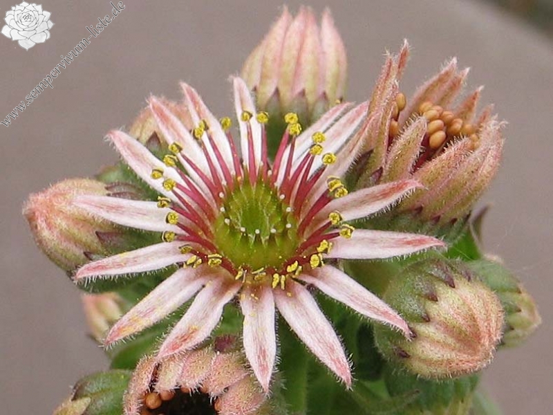 tectorum from Benasque