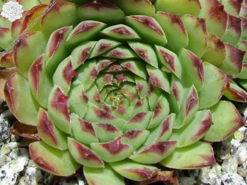 tectorum from Benasque