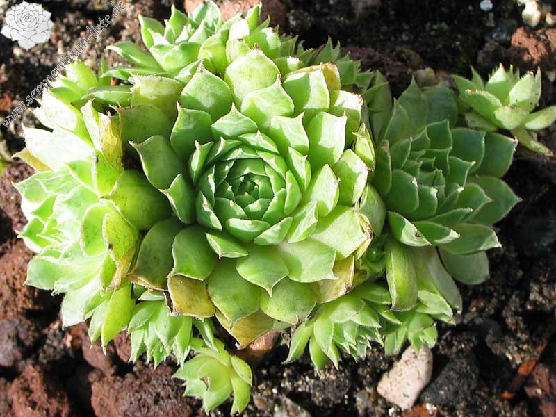 tectorum from Cascade de la Pisse