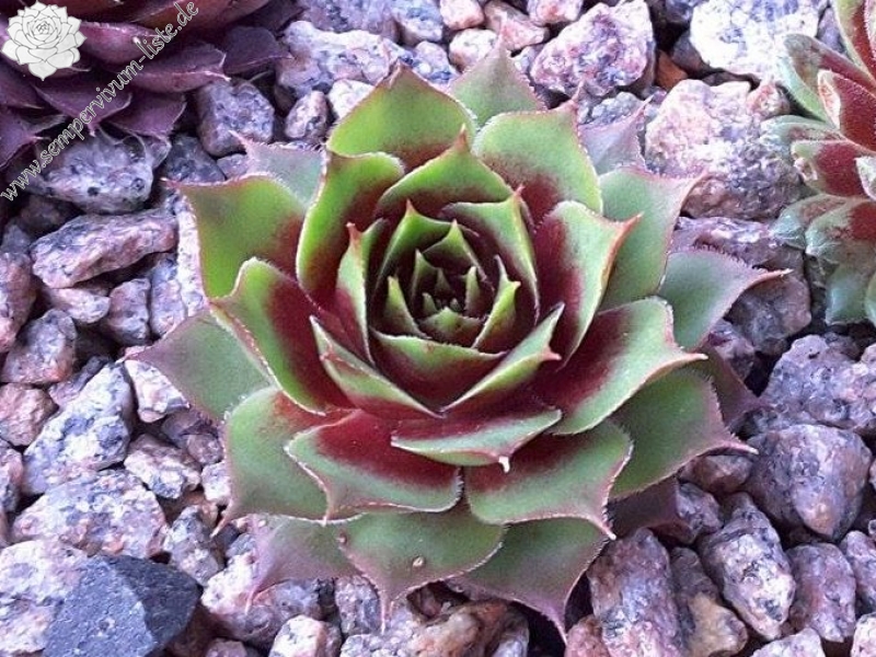 tectorum from Col de Tende