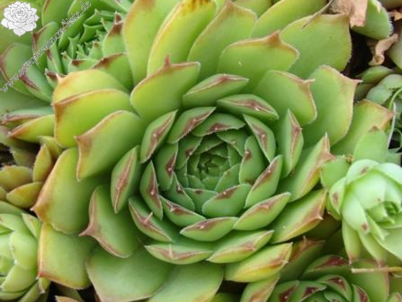 tectorum from Col de Tende