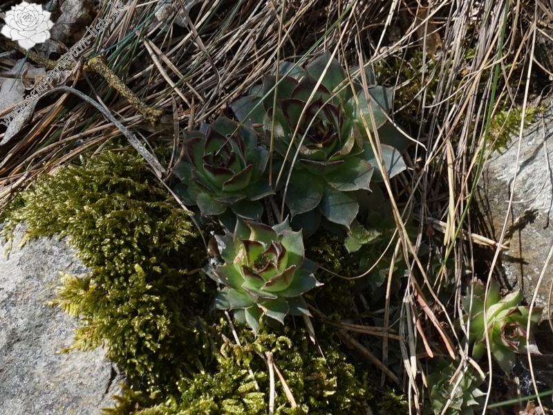 tectorum from Eisacktal, Keschtnweg