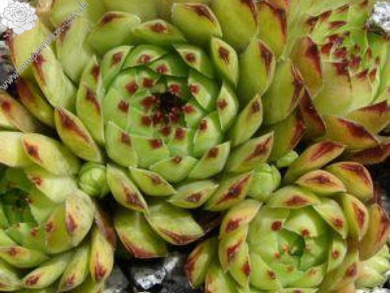 tectorum from Farrera