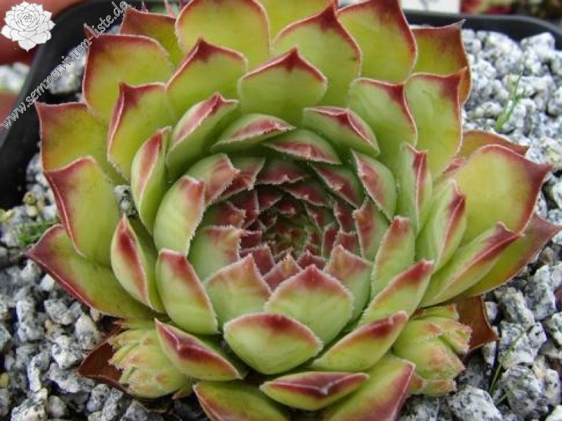 tectorum from Goldrain