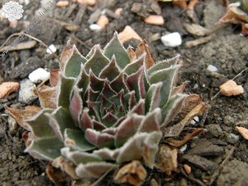 tectorum from Goldrain