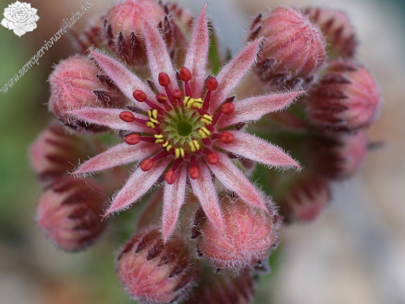 tectorum from Goldrain