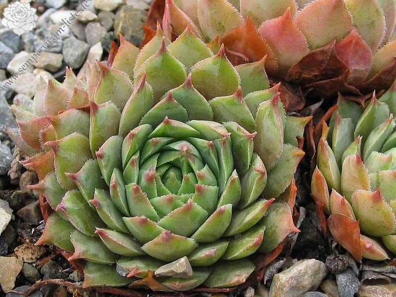 tectorum from Grauson